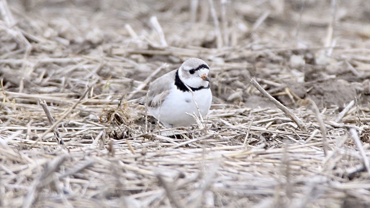 Piping Plover - ML224569421