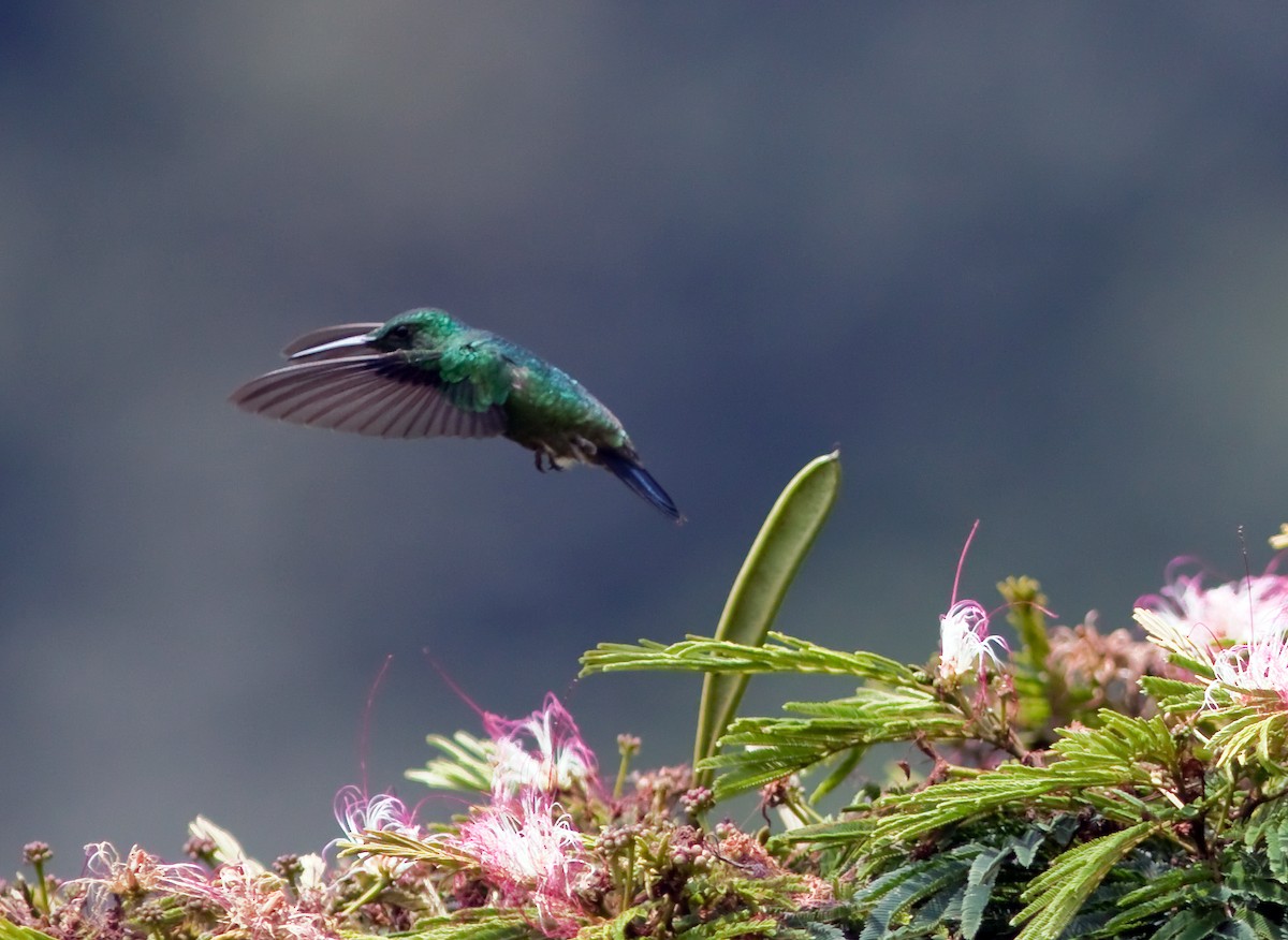 Steely-vented Hummingbird - John Sterling