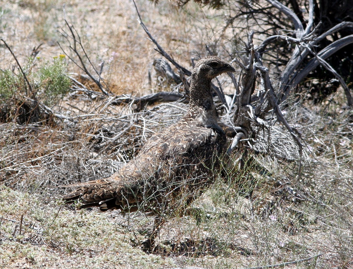 Greater Sage-Grouse - ML224575691