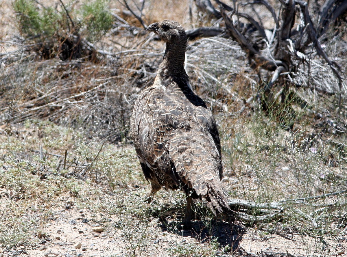 Greater Sage-Grouse - ML224575701
