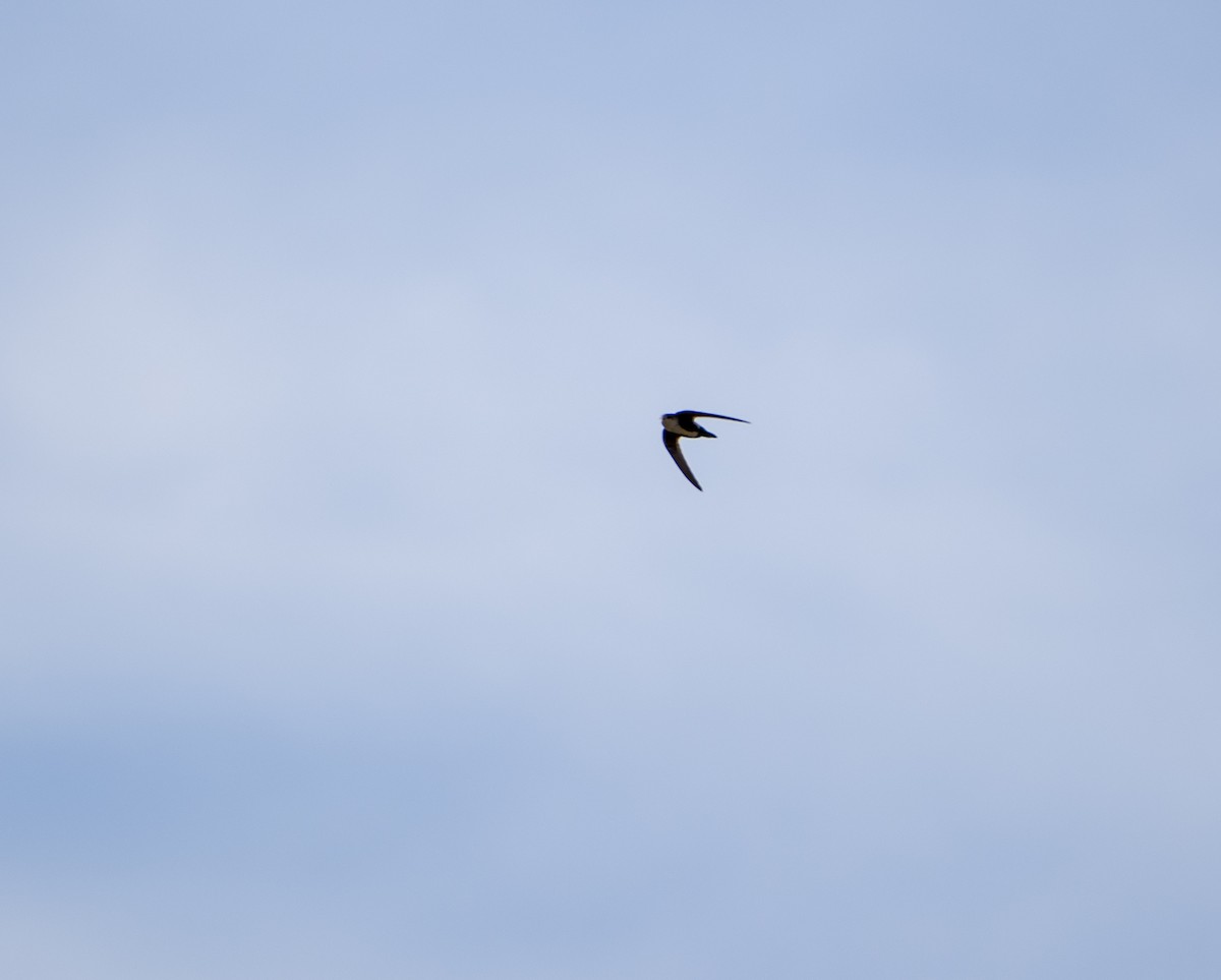 White-throated Swift - Rich and Lynne Glassford