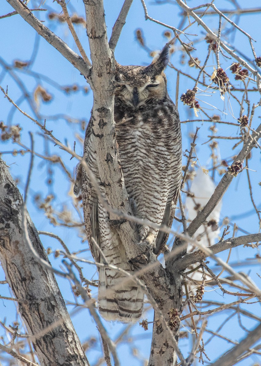 Great Horned Owl - ML224585011