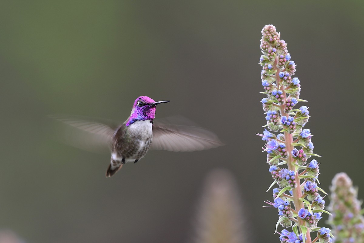 Costa's Hummingbird - Aaron Maizlish