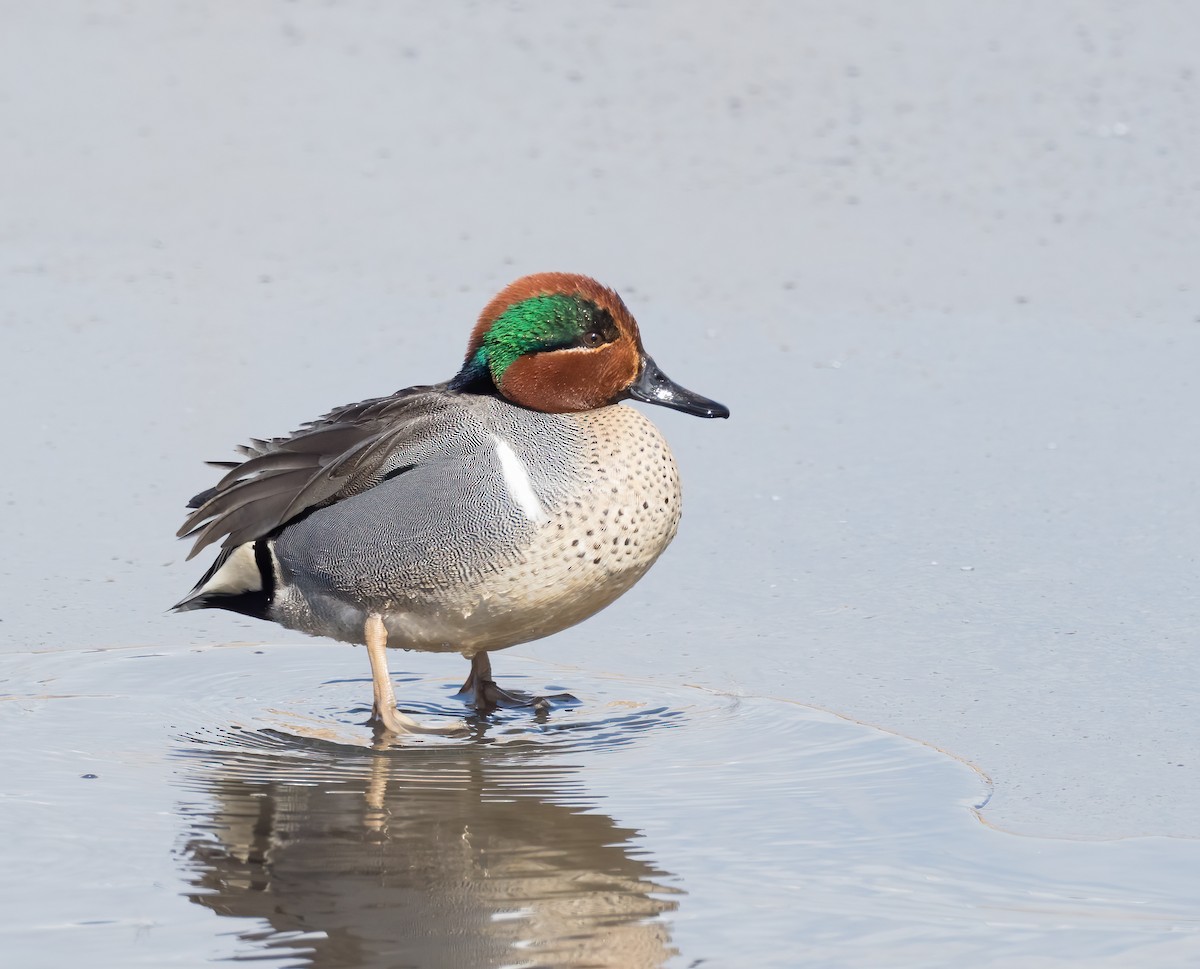 Green-winged Teal - ML224585601
