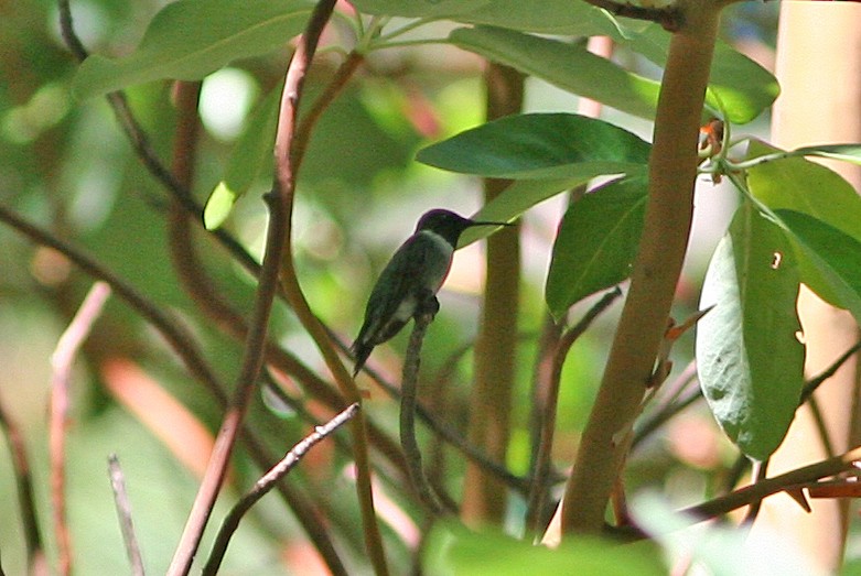 Ruby-throated Hummingbird - John Sterling