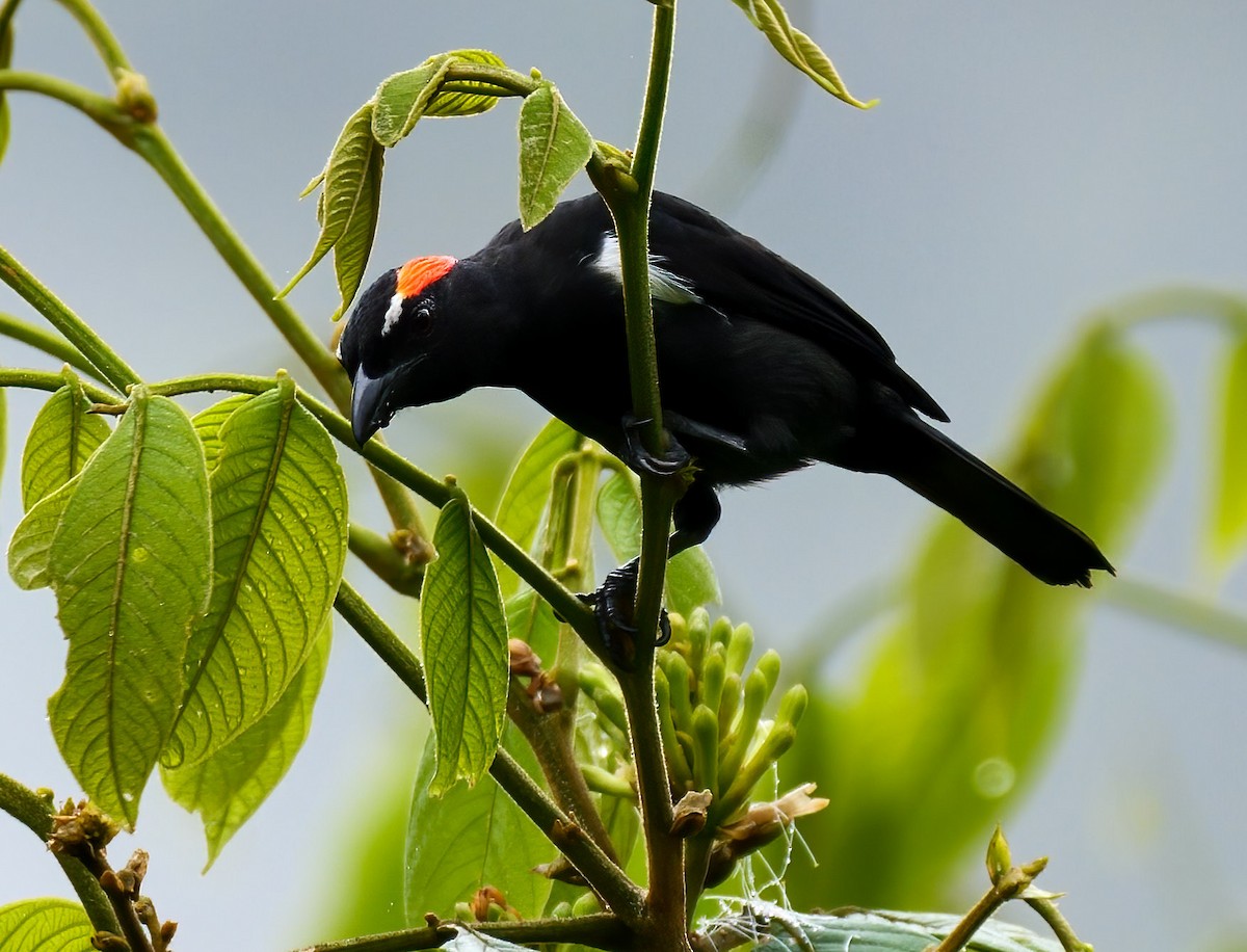 Scarlet-browed Tanager - ML224588161