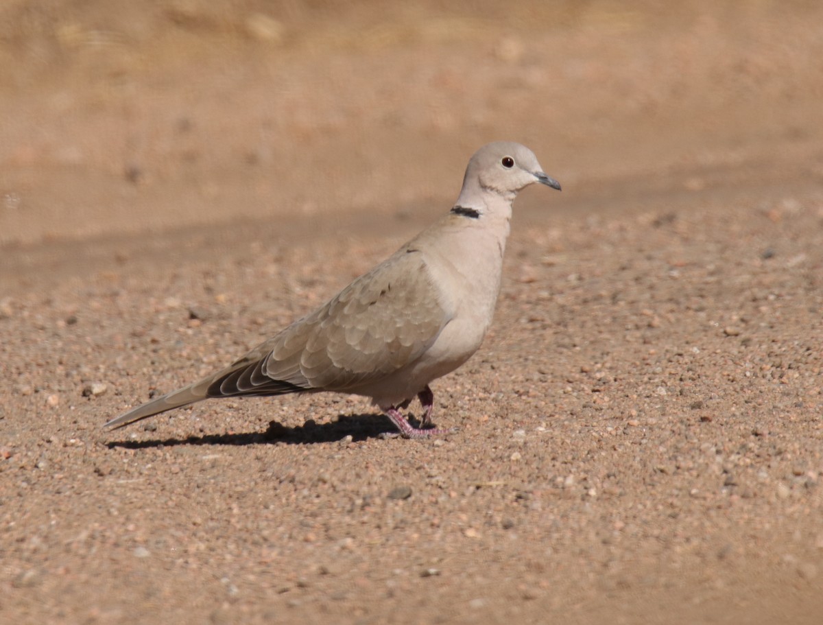Eurasian Collared-Dove - ML224598231