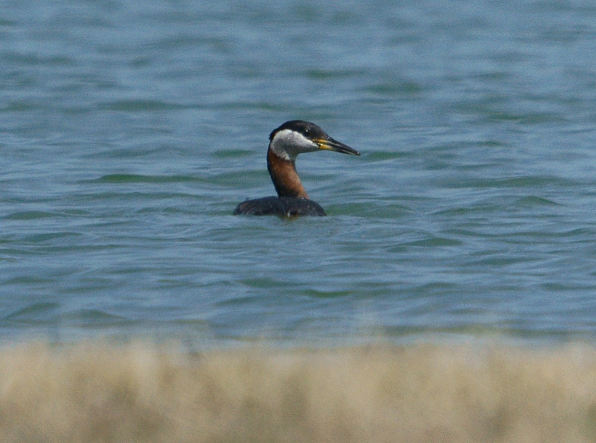 Red-necked Grebe - Dave Smith