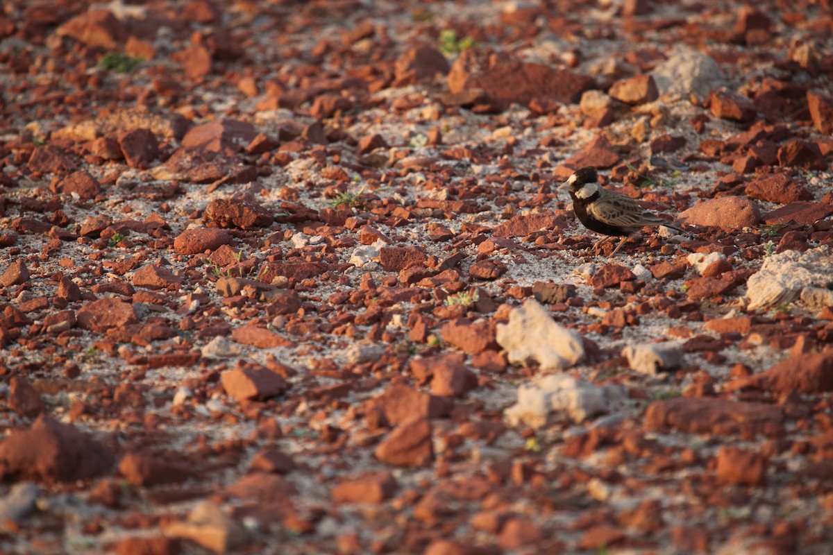 Black-crowned Sparrow-Lark - Ron Hess