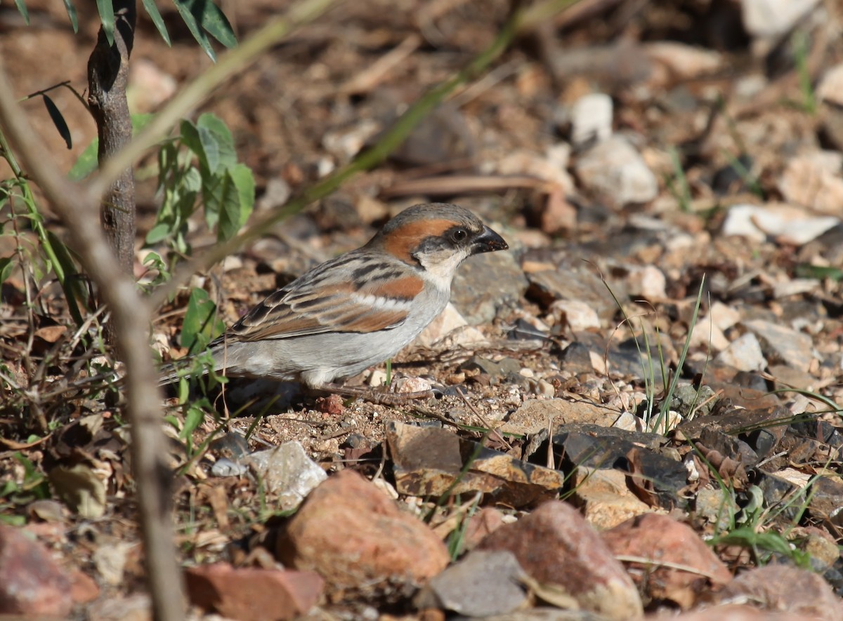 Socotra Sparrow - ML224601881