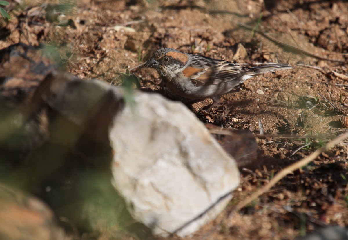 Socotra Sparrow - ML224601891