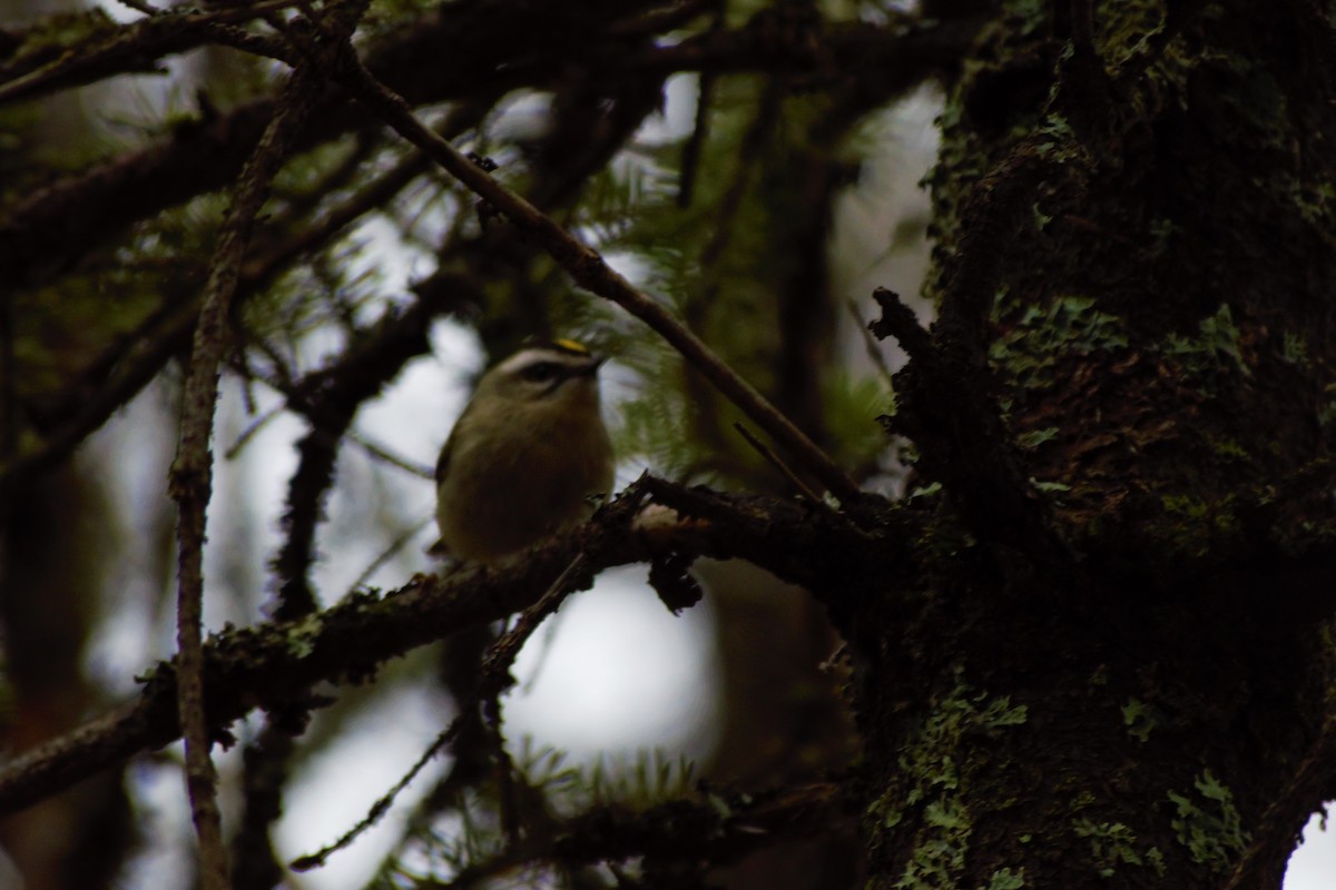 Golden-crowned Kinglet - Ethan Compton