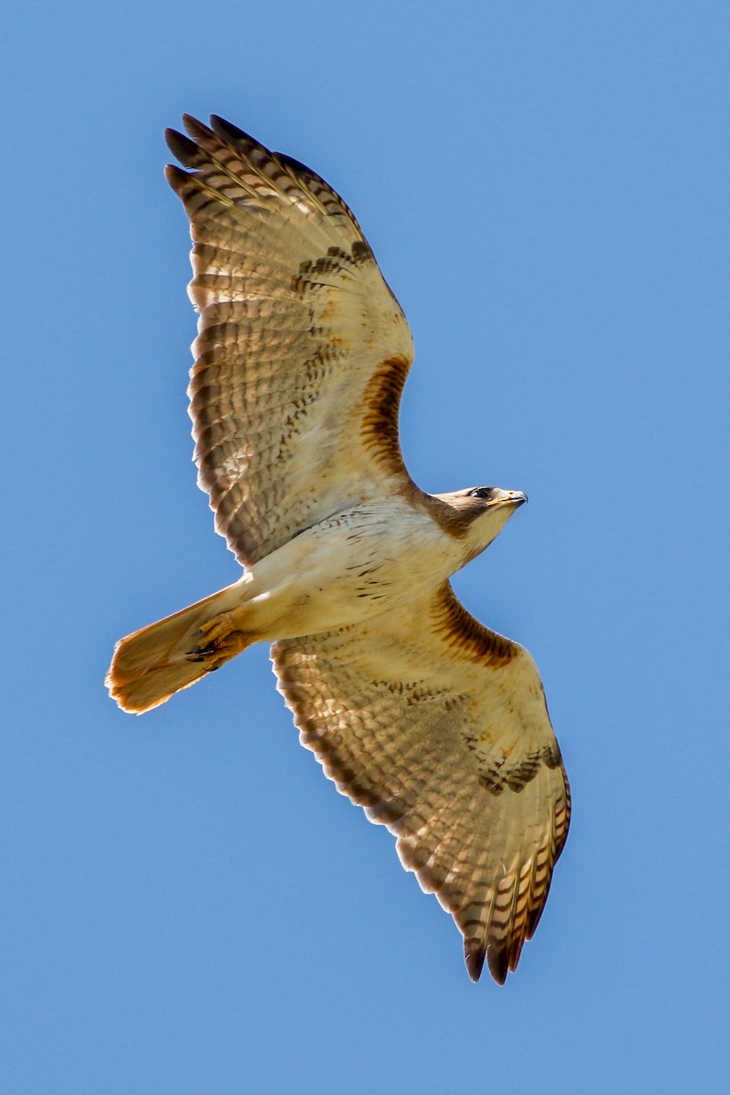 Red-tailed Hawk (fuertesi) - ML224608311