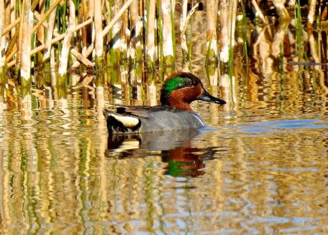 Green-winged Teal - Vern Tunnell