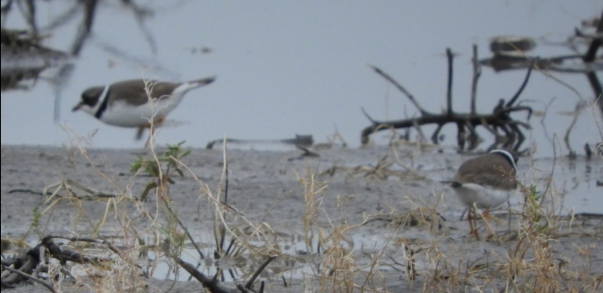Semipalmated Plover - ML224611901