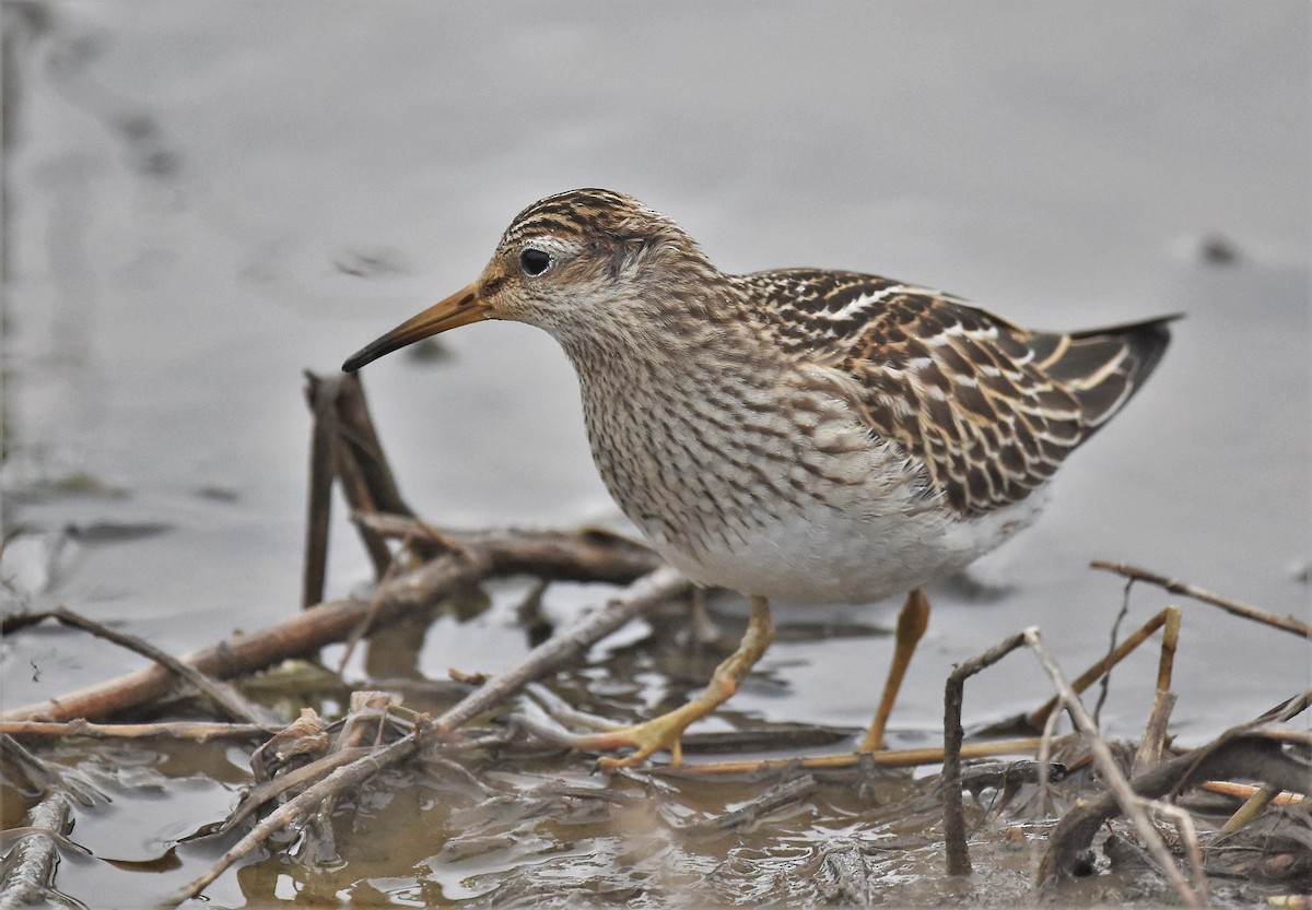 eBird Checklist - 17 Apr 2020 - East Meadows, Northampton - 32 species