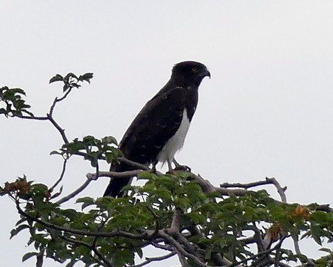Black-chested Snake-Eagle - ML224616211
