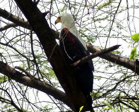 African Fish-Eagle - ML224616251