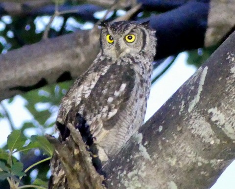 Spotted Eagle-Owl - ML224616291