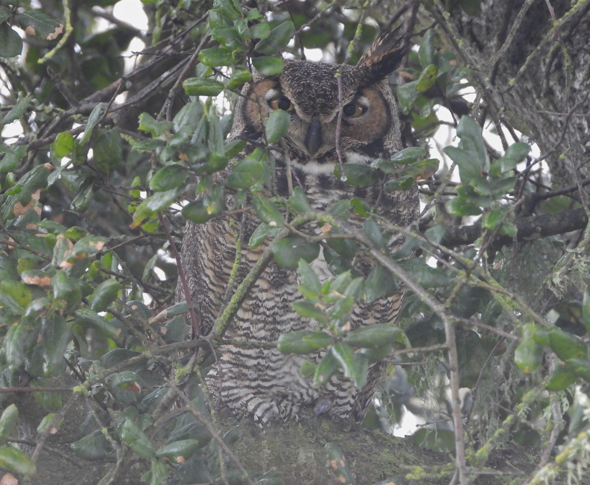 Great Horned Owl - ML224616341