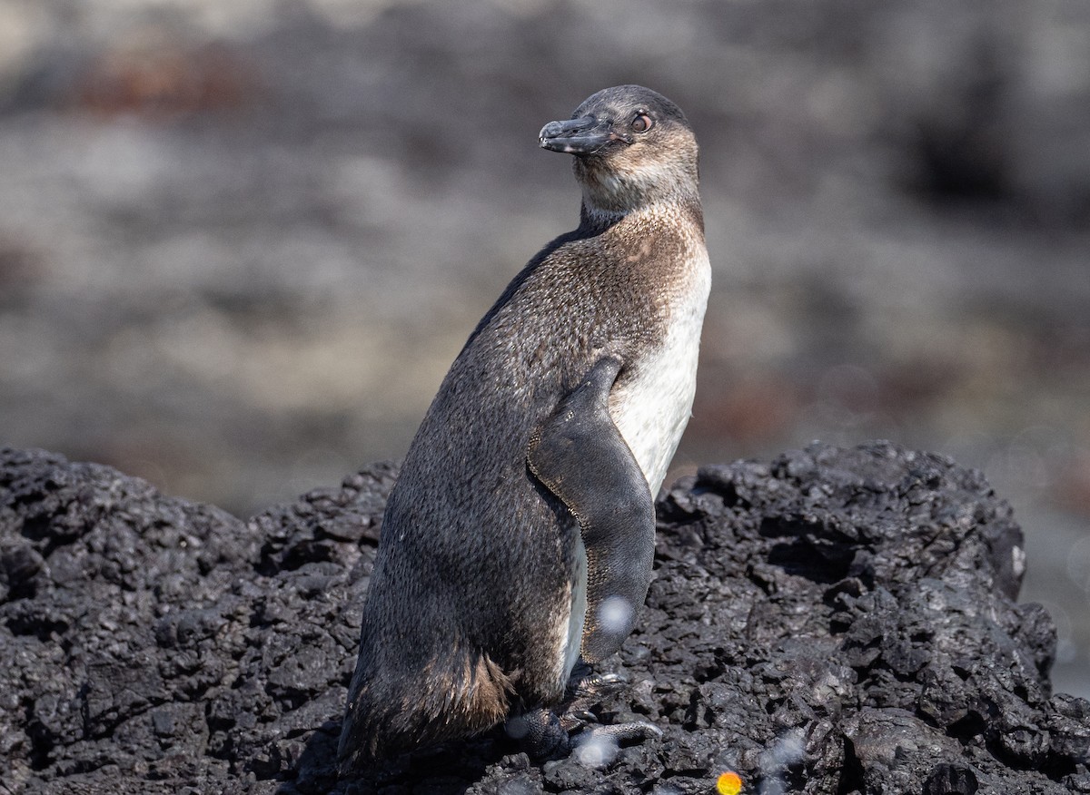 Galapagos Penguin - ML224618271