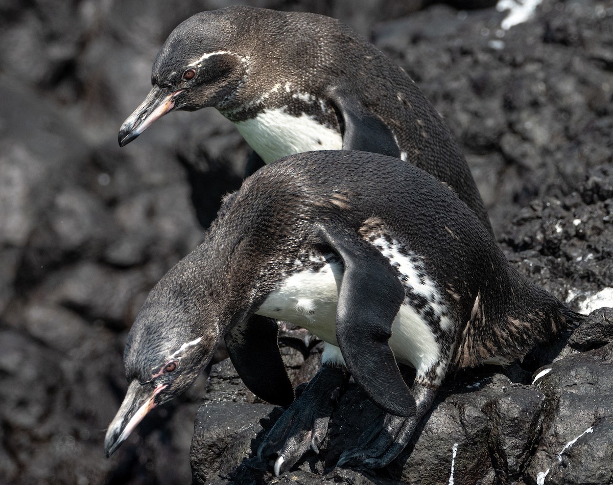 Galapagos Penguin - Alex Luna
