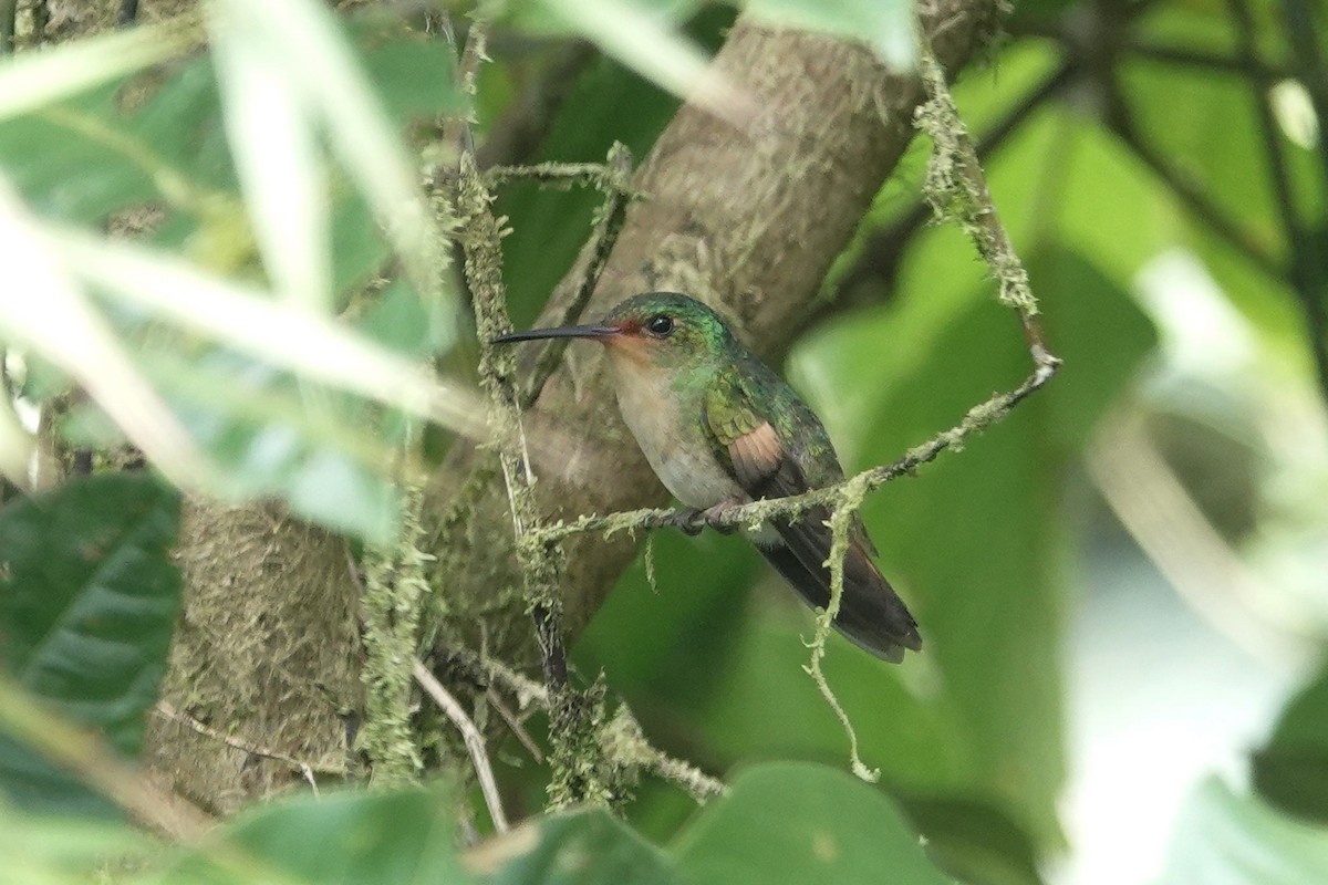 Pirre Hummingbird - ML224618791
