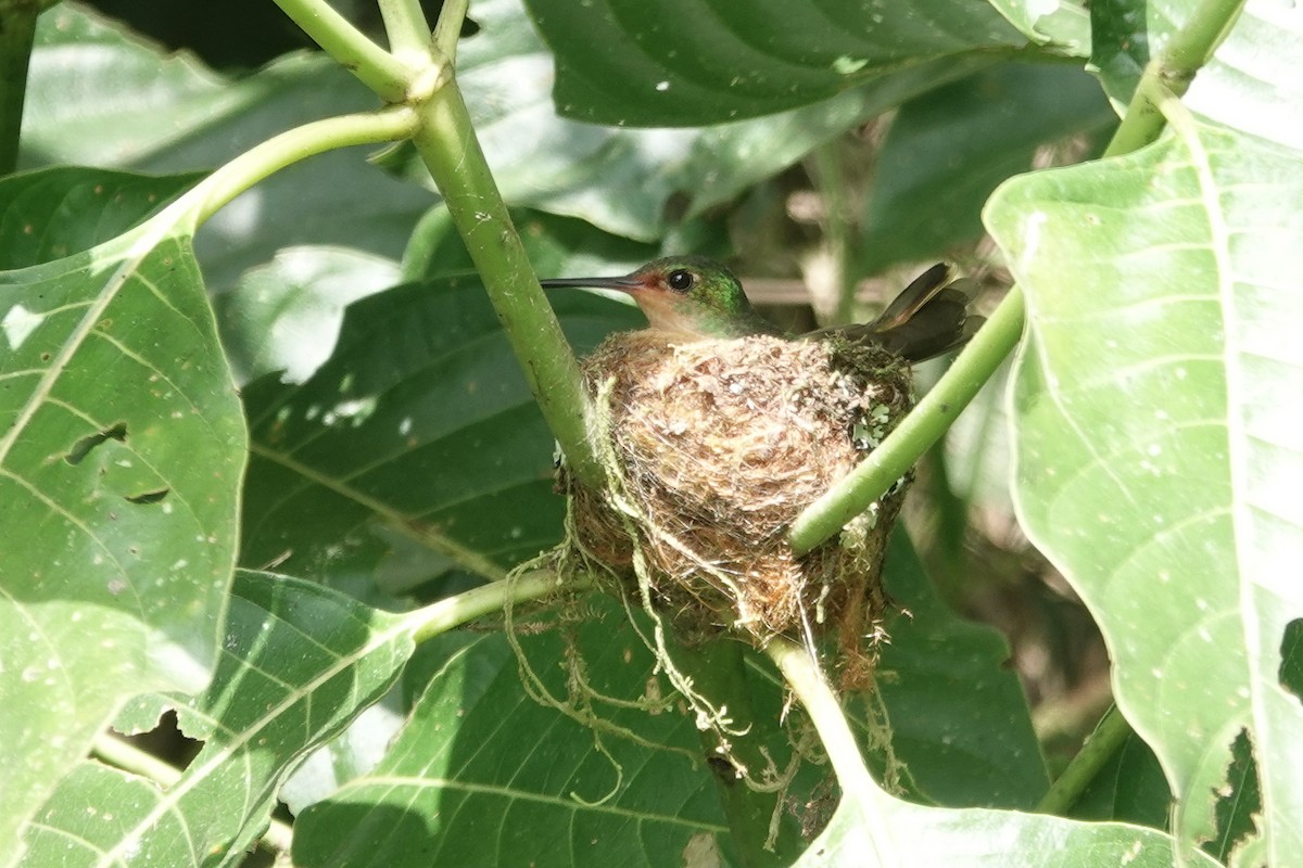 Pirre Hummingbird - ML224618811