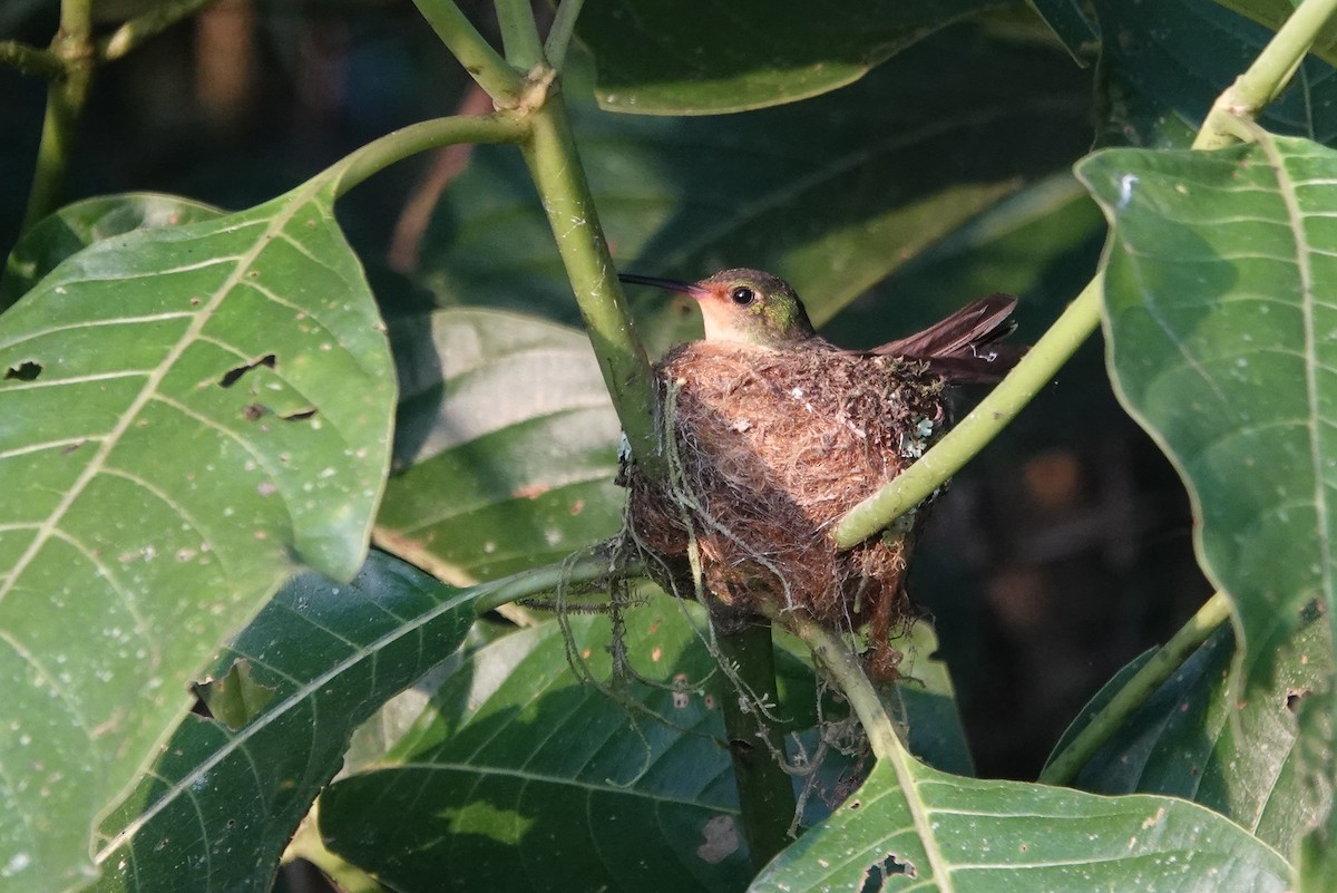 Pirre Hummingbird - ML224618821