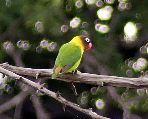 Yellow-collared Lovebird - ML224618941