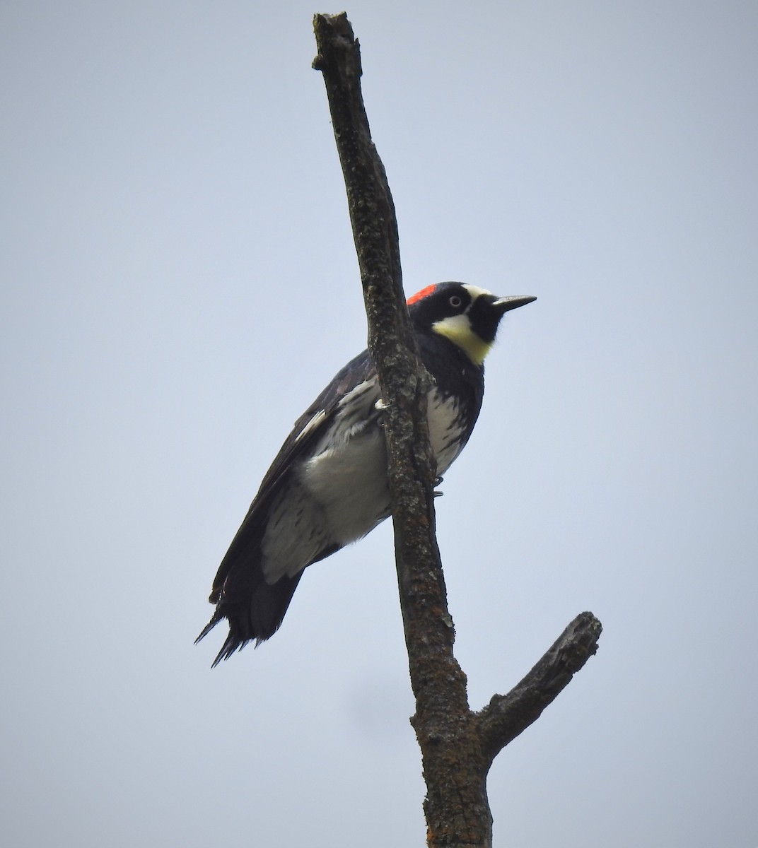 Acorn Woodpecker - ML224624541