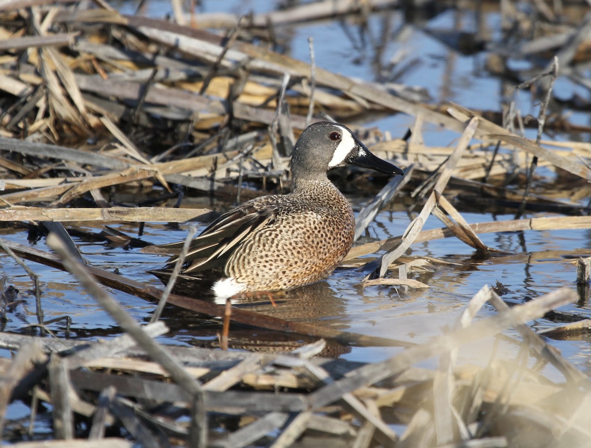 Blue-winged Teal - ML224624961