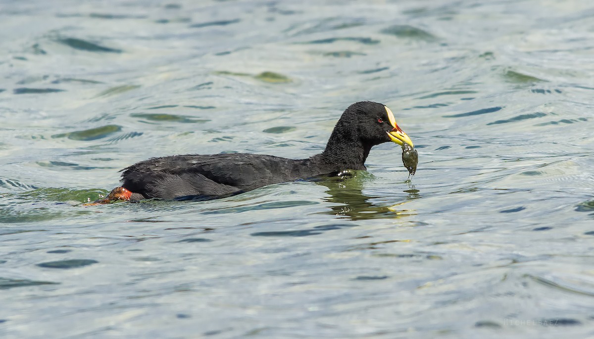 Red-gartered Coot - ML224625751