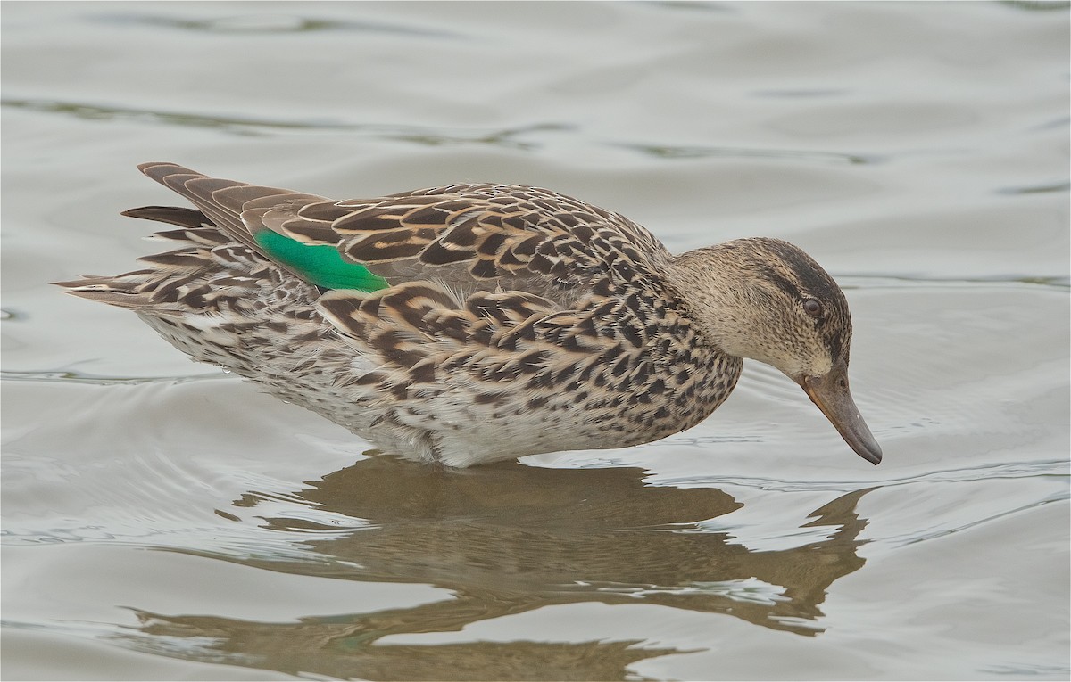 Green-winged Teal - ML224628261