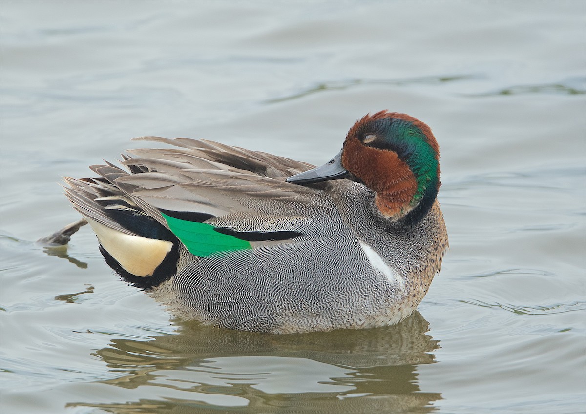 Green-winged Teal - ML224628271