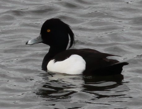 Tufted Duck - ML224634871