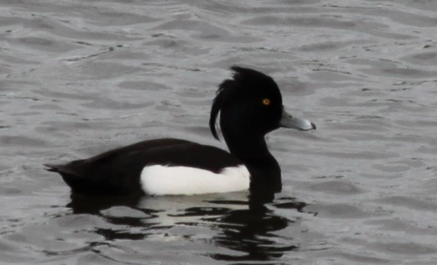 Tufted Duck - ML224634881