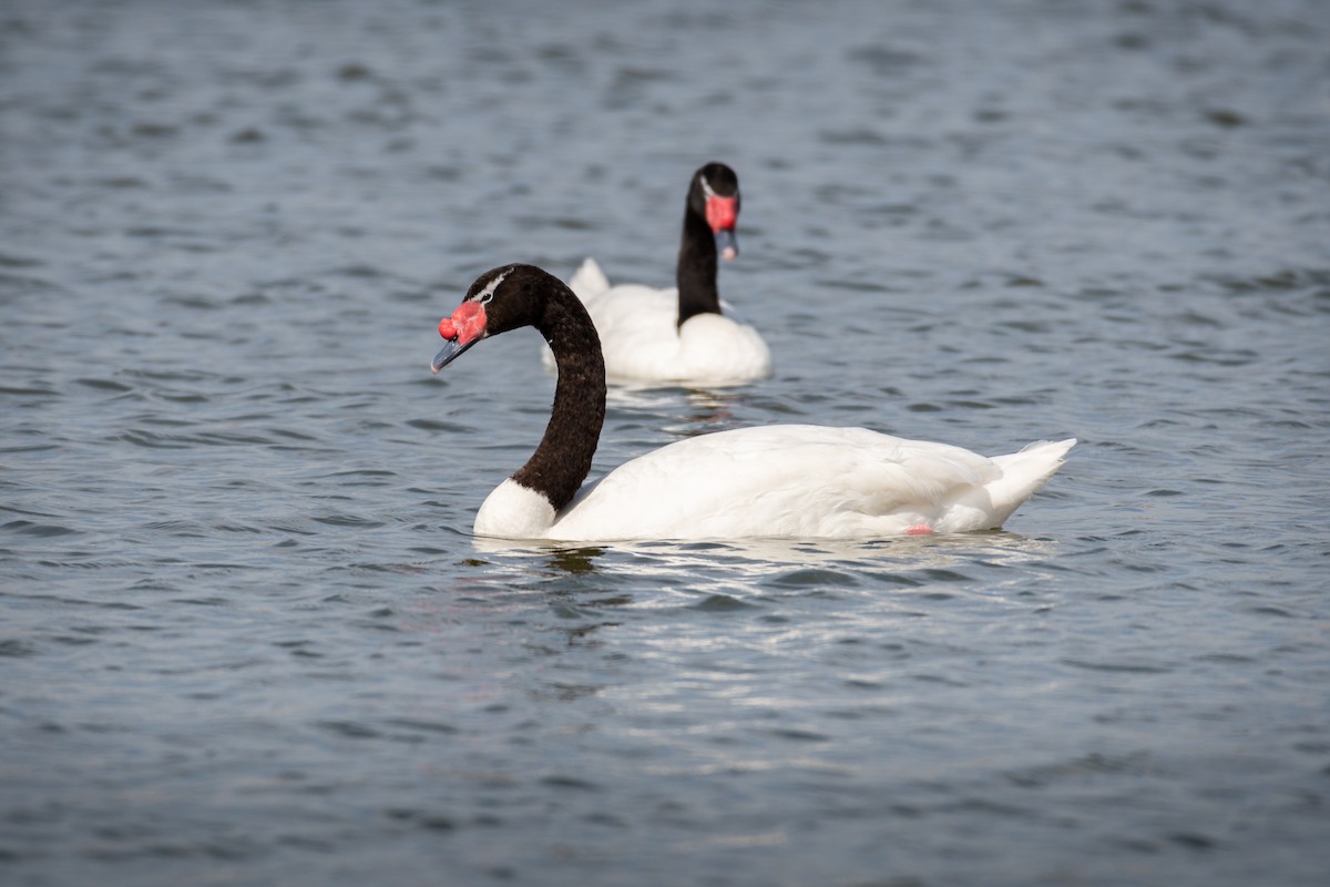 Black-necked Swan - ML224638411