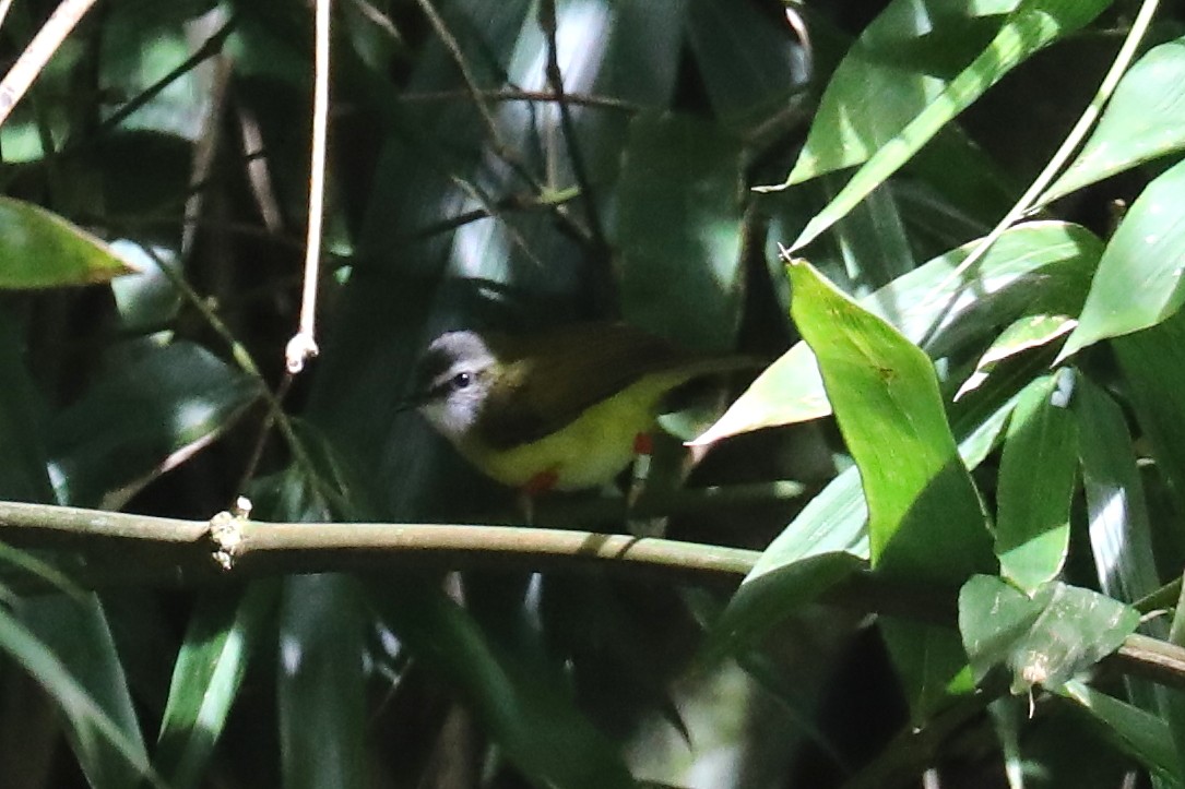 Yellow-bellied Warbler - Peter Kyne