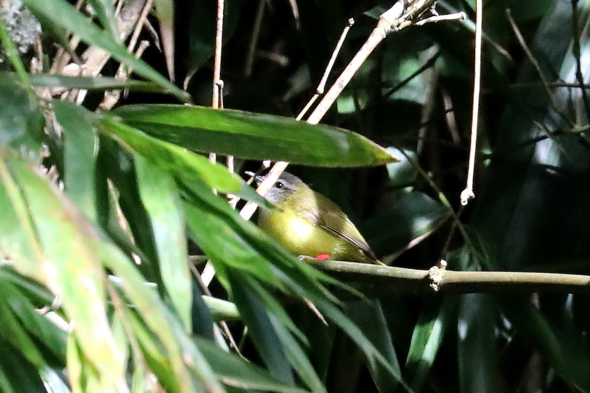 Yellow-bellied Warbler - Peter Kyne