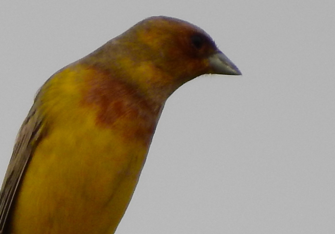 Red-headed Bunting - ML224648411