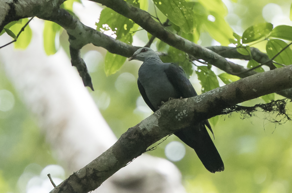 Andaman Wood-Pigeon - ML224649151