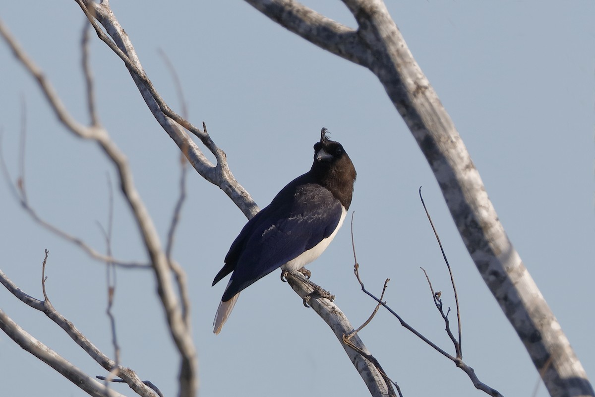 Curl-crested Jay - ML224651631