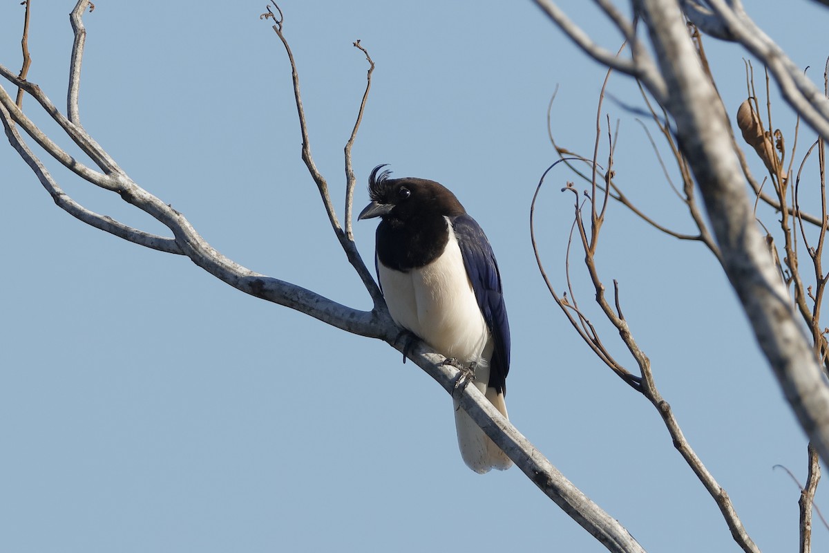 Curl-crested Jay - ML224651641