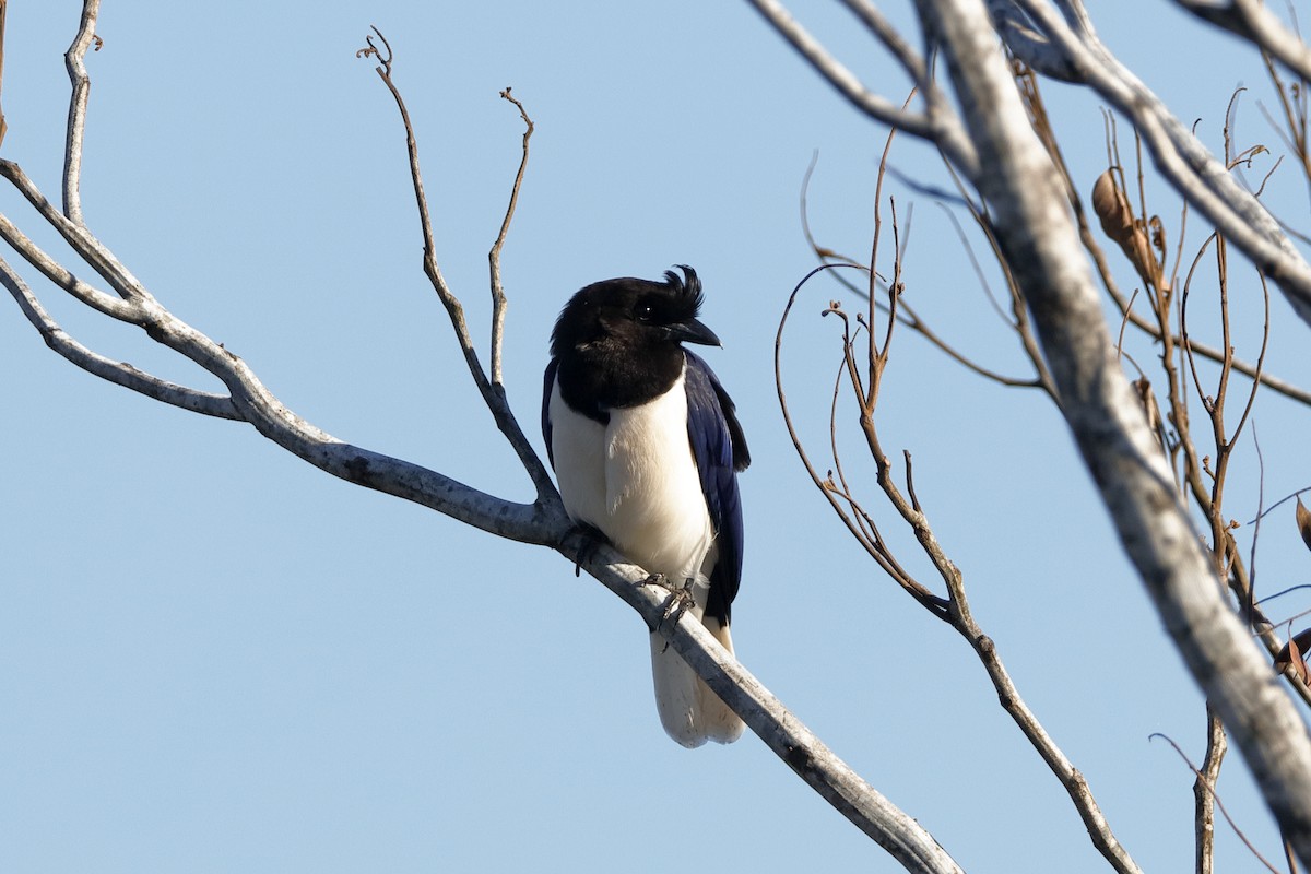Curl-crested Jay - ML224651651
