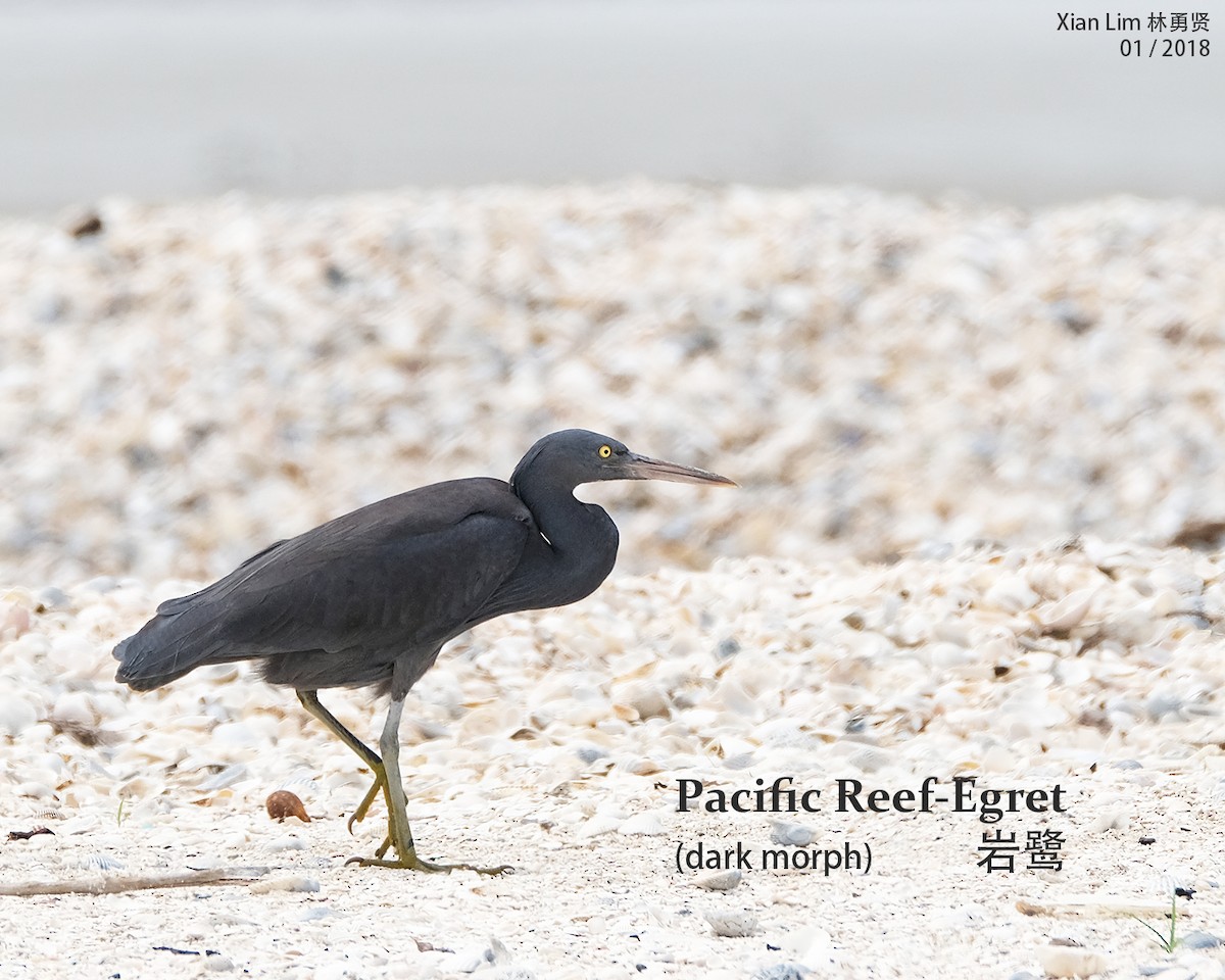Pacific Reef-Heron - Lim Ying Hien