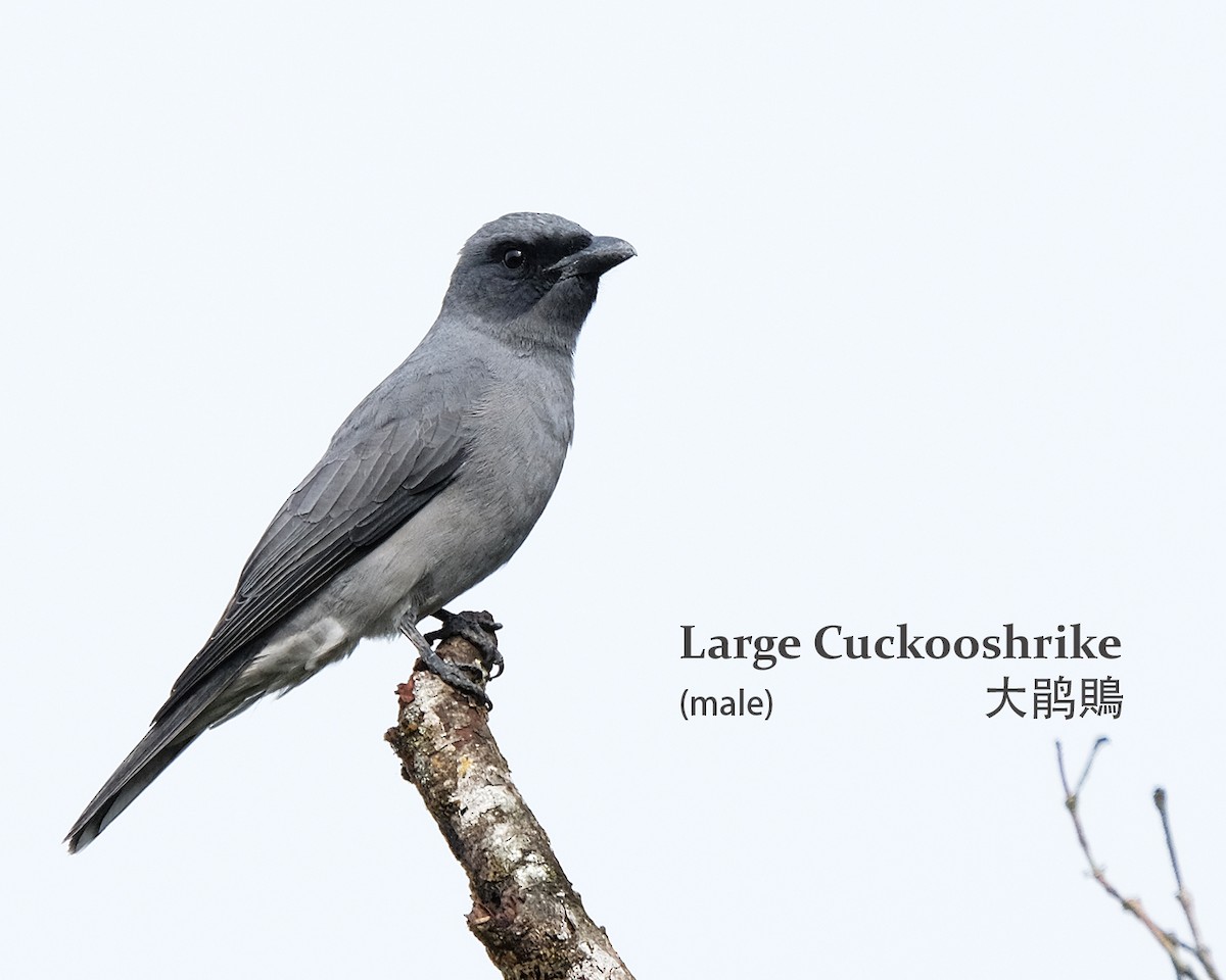 Large Cuckooshrike - Lim Ying Hien