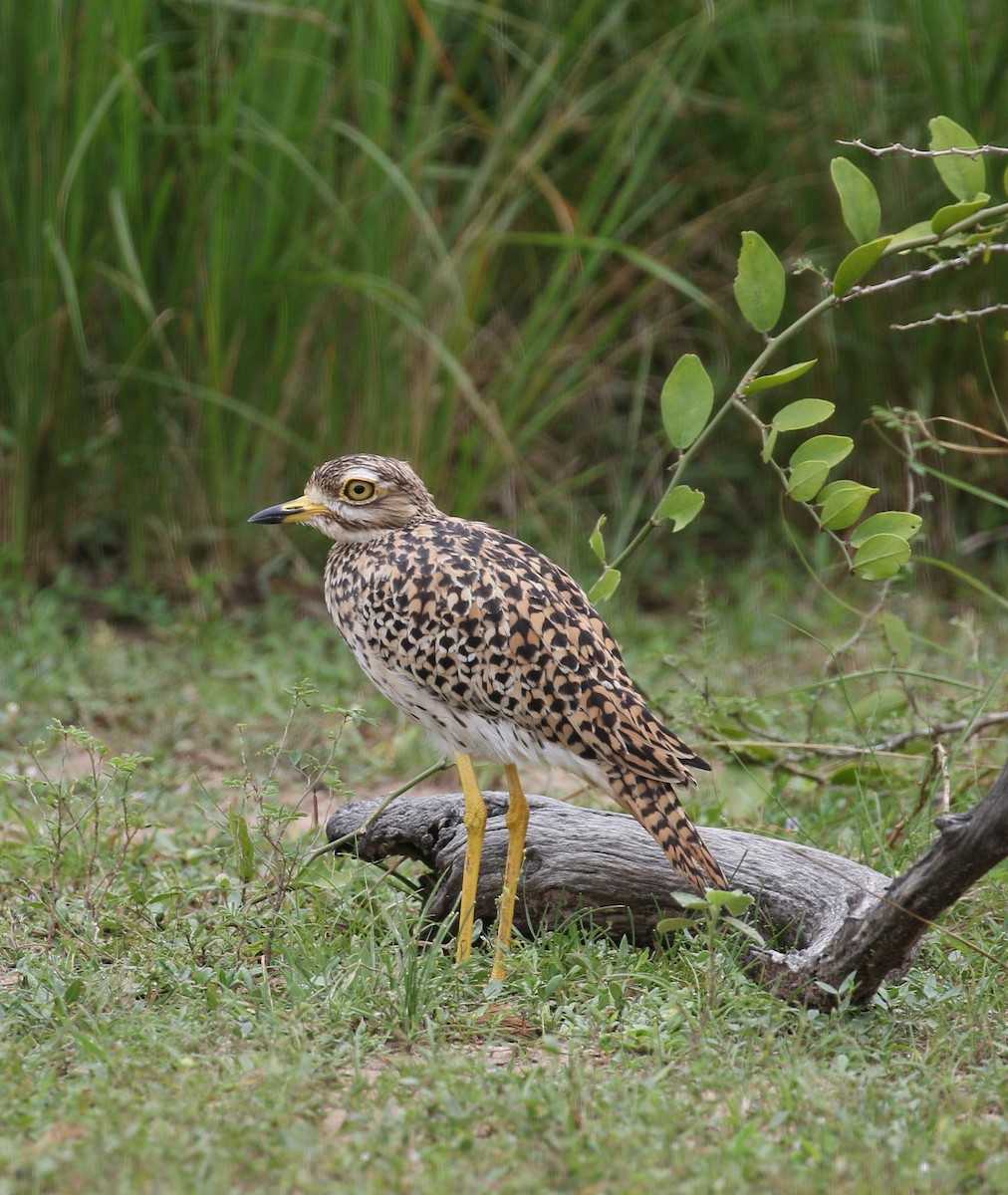 Spotted Thick-knee - simon walkley