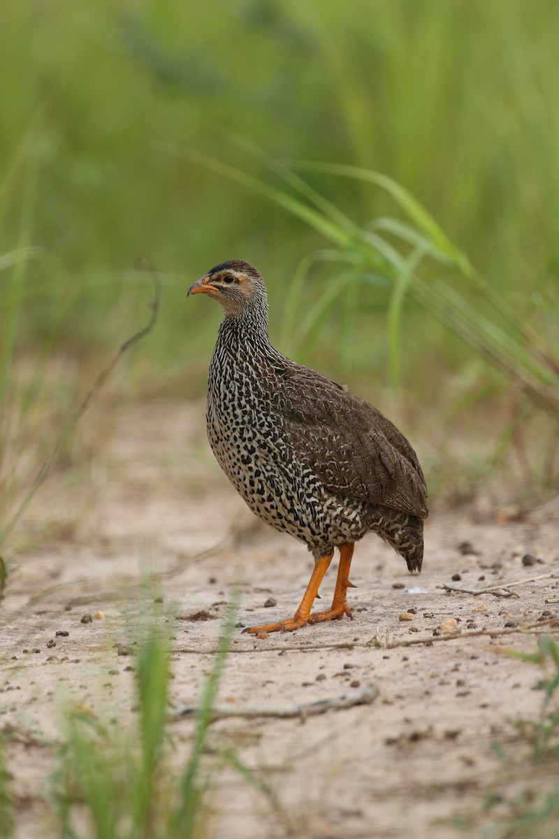 Red-necked Spurfowl - ML224657521