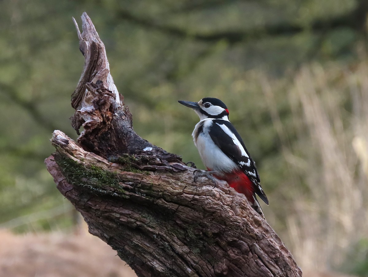 Great Spotted Woodpecker - ML224657801